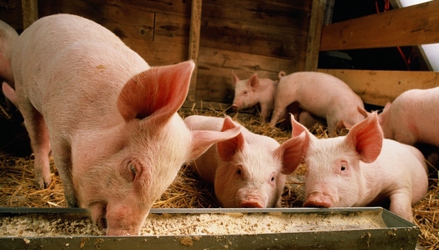 生猪,财政补贴,死三遍