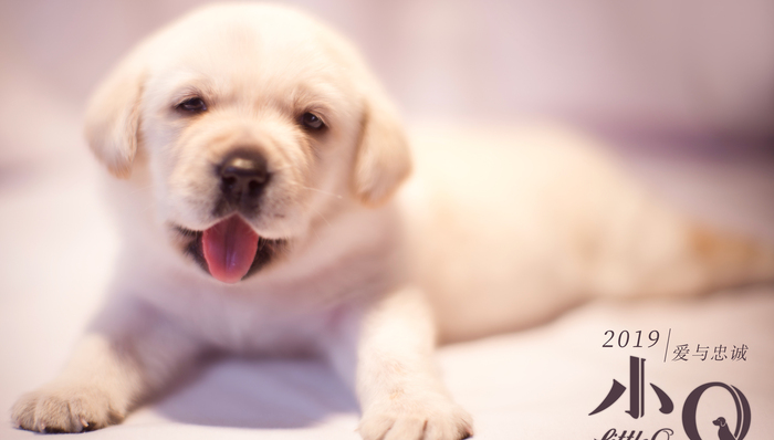 经典银幕猫狗形象大盘点：你是喵派还是汪派？