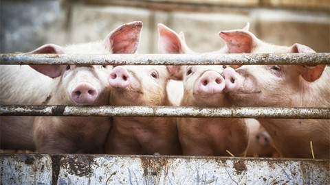 农业农村部调整跨省调运种猪产地检疫实验室检测项目