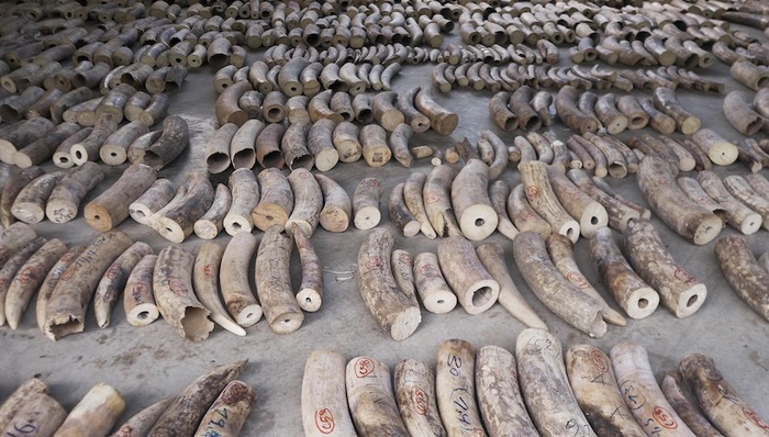 象牙,猎杀,贸易,出口,穿山甲