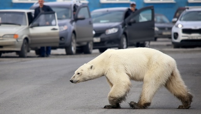 北极海冰,北极地区,Agenda,燃烧强度,北极熊,图片来源,气候变化,科学家,长按,2019年