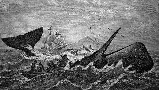 【梅尔维尔诞辰200年】6个我们今天仍要读《白鲸》的理由