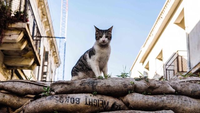 欧洲,塞浦路斯,边界