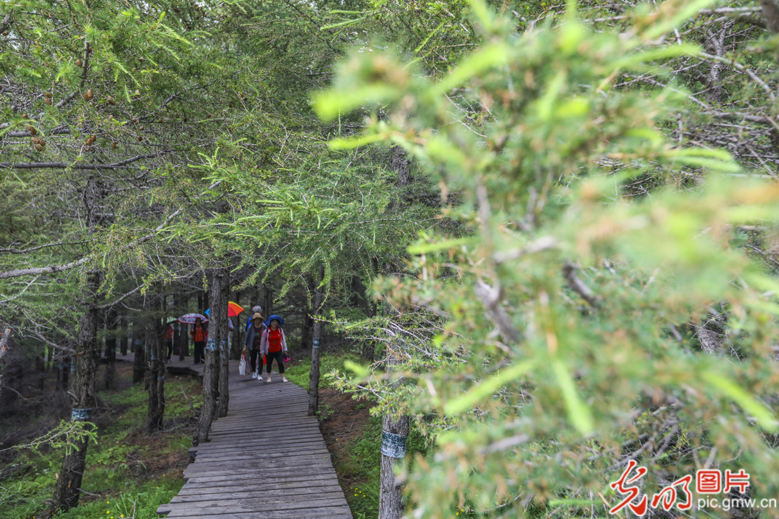 【新时代·幸福美丽新边疆】苏木山两代人的绿色守望
