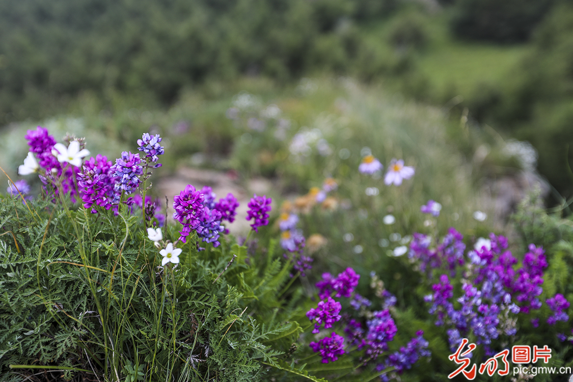 【新时代·幸福美丽新边疆】苏木山两代人的绿色守望