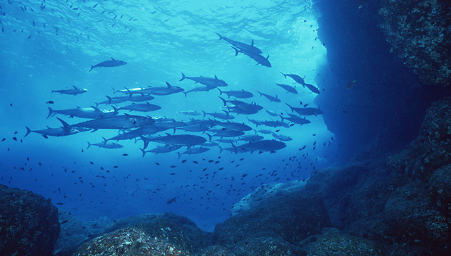 海上风电,海洋牧场