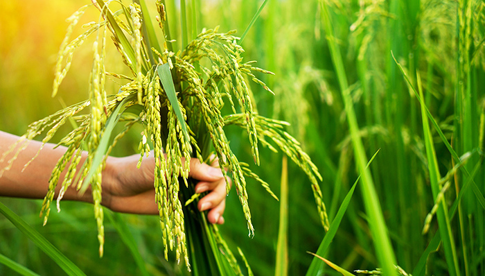 汉白玉,稻花香,矿山,玉塘,大石窝镇高庄村,玉饭碗,采矿,雕栏玉砌,碧波荡漾,泉眼