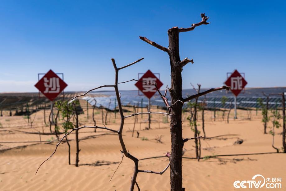 【新时代·幸福美丽新边疆】达拉特光伏发电应用领跑基地：把黄沙变成“黄金”