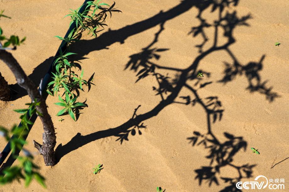 【新时代·幸福美丽新边疆】达拉特光伏发电应用领跑基地：把黄沙变成“黄金”