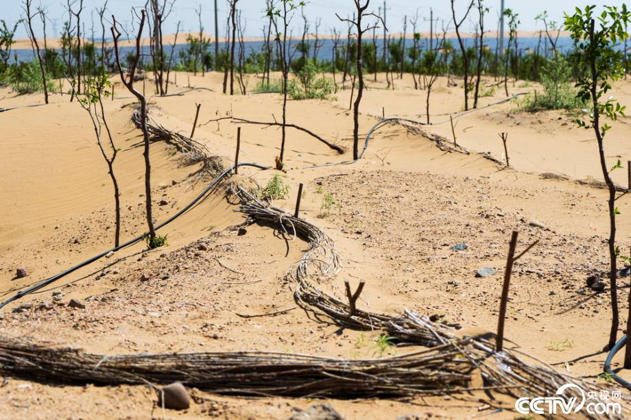 【新时代·幸福美丽新边疆】达拉特光伏发电应用领跑基地：把黄沙变成“黄金”