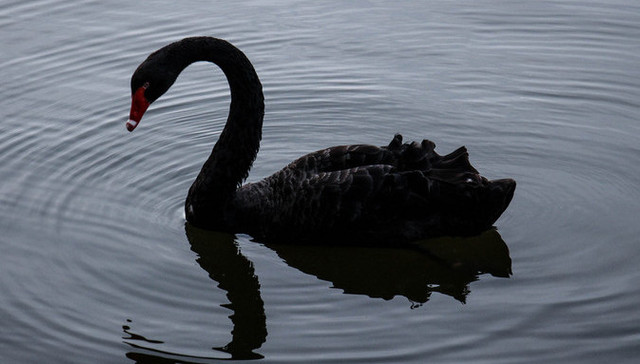 罗静,博信股份,离职
