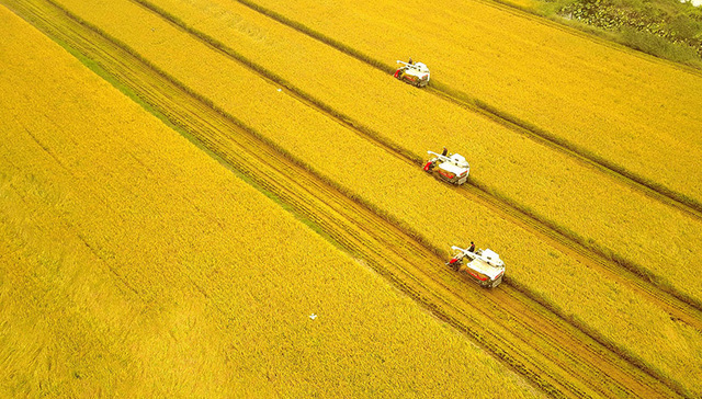 南繁,1983年,郭三堆,种子鉴定,田间鉴定,合格种子,杂交粳稻,育种应用,新阶段,奋斗