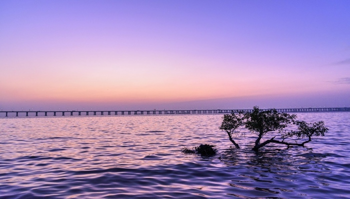 富力海南项目破坏红树林，海南澄迈县被指敷衍应对、不敢为