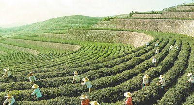 让好生态变成“金饭碗”（田间追踪高质量）