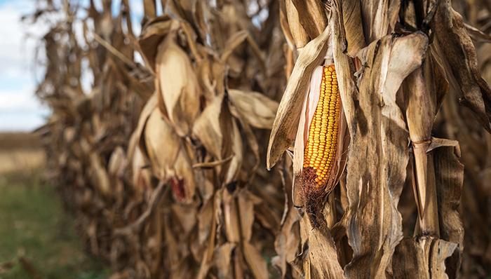 粮食安全,粮食危机,全球海平面上升,极端气候事件,年代际,生态风险,灾害预警,加强农业,灾害管理,粮