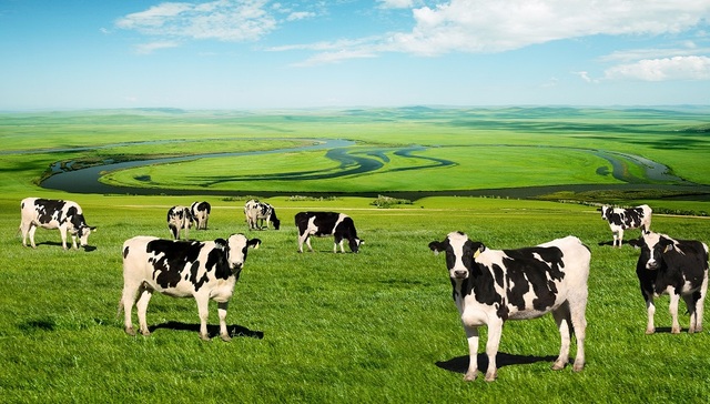 伊利股份,股权激励,A股,业绩