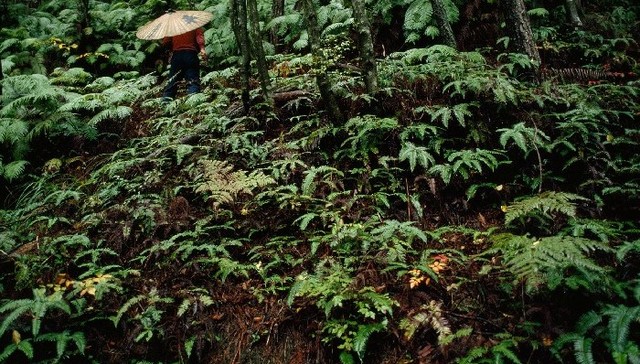 自然的疗愈力：河流与森林何以有益于人类健康？