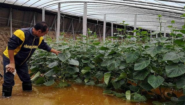 寿光,蔬菜,农业保险