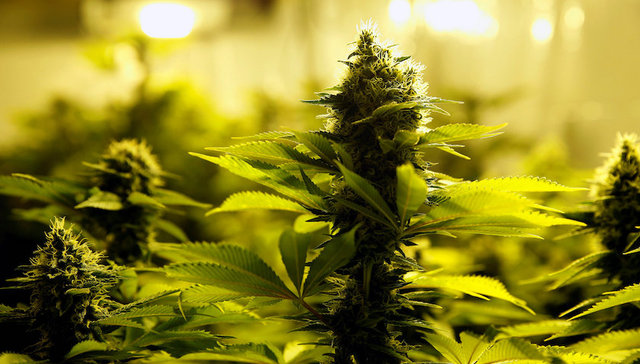 卢森堡,大麻,合法,非本国居民