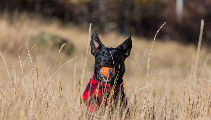 养犬登记证，养犬信用积分制