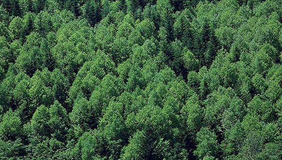 国家林业和草原局公布第三批国家森林步道名单