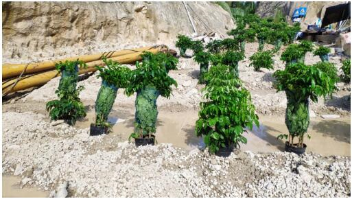 漳浦县,建筑饰面,非法采矿,地方矿山,生态环境问题,矿区,石材加工,生态破坏,饰面石材,漳州市