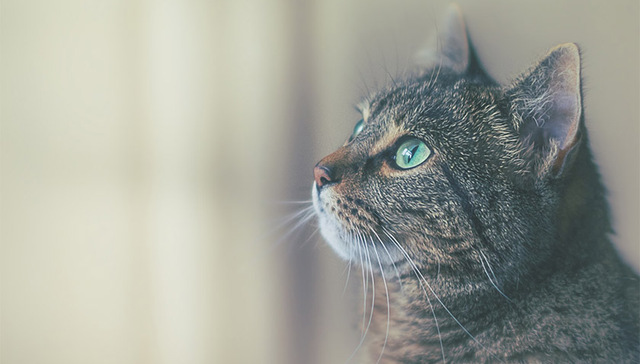 克隆,大蒜,希诺谷,克隆狗,成熟培养,舍把,商业项目,黄雨,复活,故事