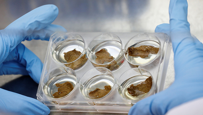 人造肉,图源,农业温室,KOL,Starfield,肉市场,全能干细胞,动物细胞,狮子头,Meat