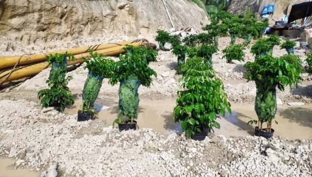 混凝土地面上铺草皮、红树林枯死归咎病虫害，中央环保督察发现哪些“奇葩”案例？