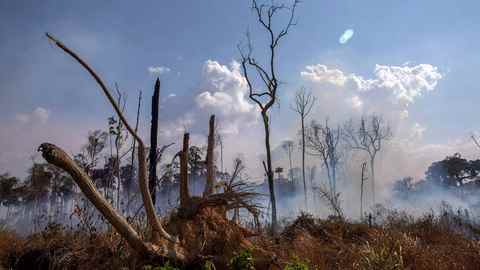 【深度】拯救亚马孙雨林，灭火器在谁手中？