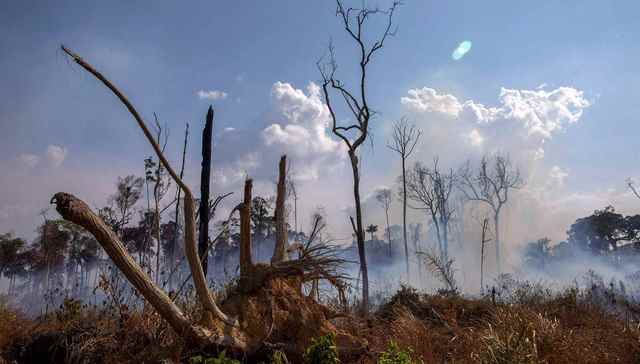 亚马孙雨林,生态
