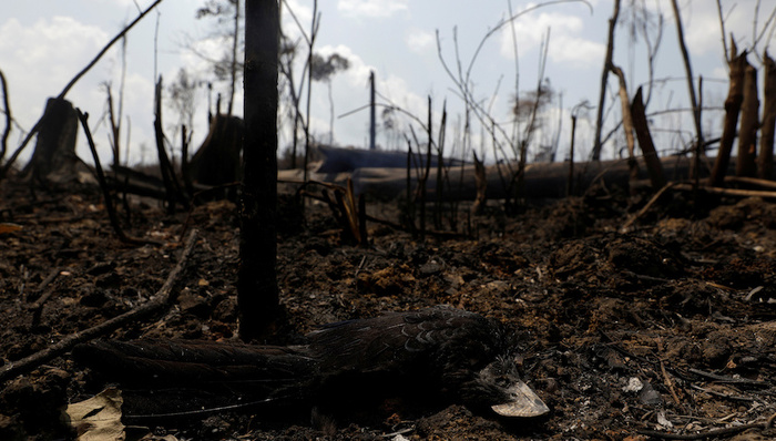 亚马孙,大火,博尔索纳罗,企业,抵制