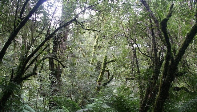 大火,雨林,刚果