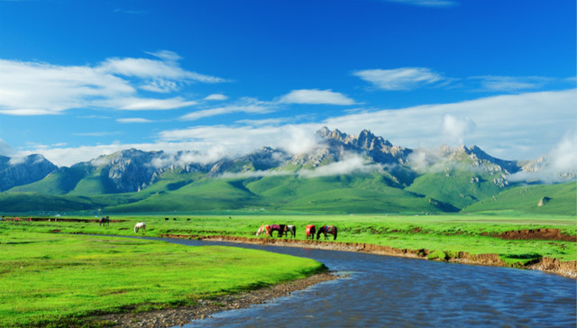 青海七月见“春天”