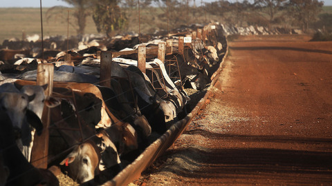 国际品牌开始抵制，VANS母公司不再采购巴西产皮革