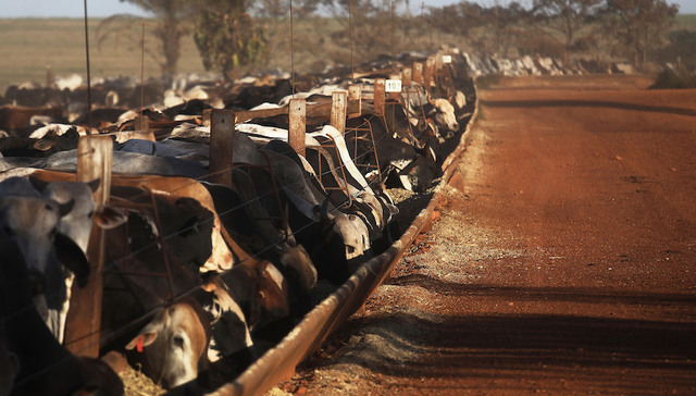 巴西,出口,皮革,牛肉,农业