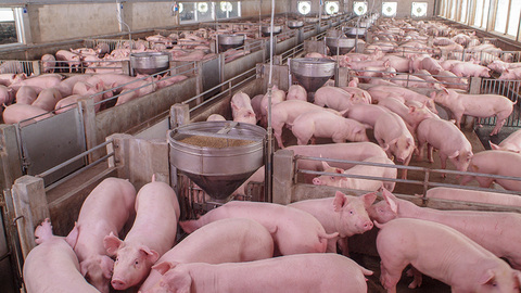 猪价继续上涨大概率事件，猪肉板块今年以来涨幅超80%