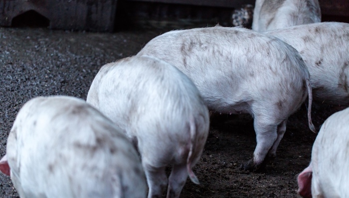 必需基因,研发,疫苗生产,疫苗研究,非洲猪瘟病毒,基因功能,亚单位疫苗,兽药管理条例,保护性抗原,生