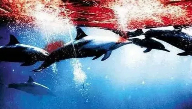 日本,环保,海豚湾