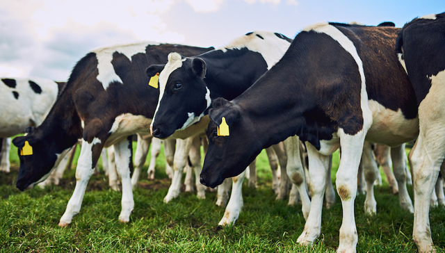 惠氏，启赋，雀巢