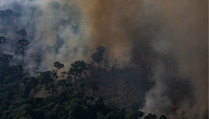 火灾,森林,资本主义