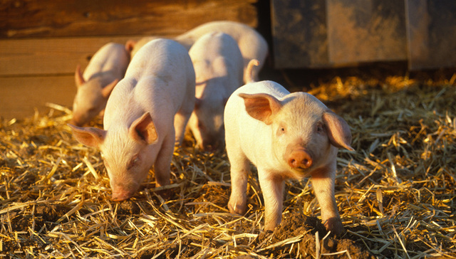 直通部委|农业农村部：猪肉自给率保持95%实行省负总责 市监总局：中国共有国家标准超3.6万项