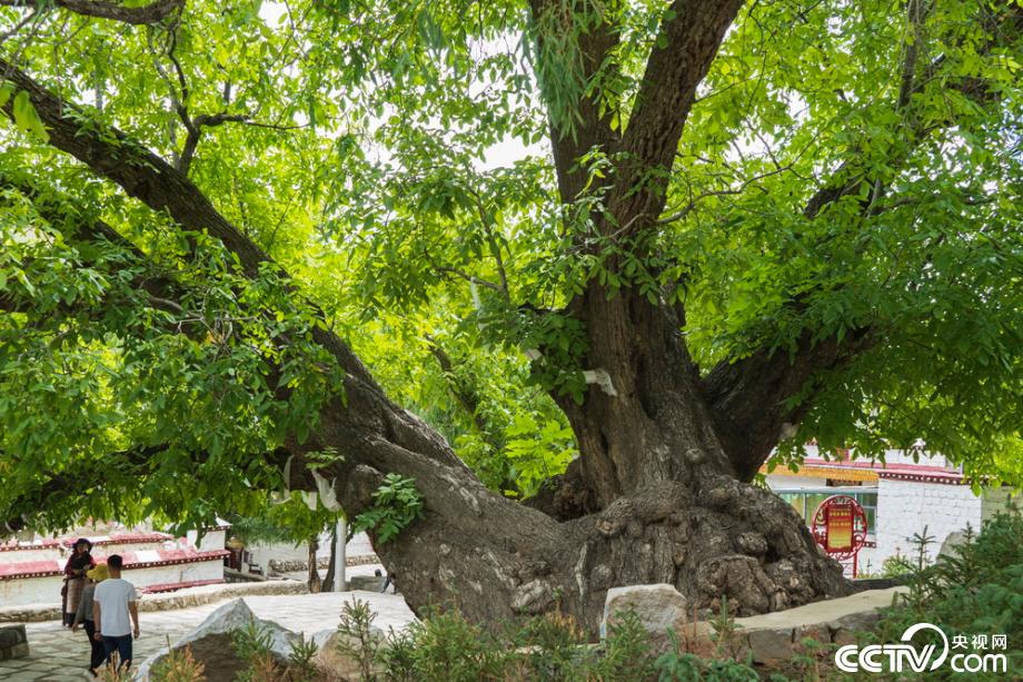 【新时代·幸福美丽新边疆】最美卡如 寻忆千年核乡