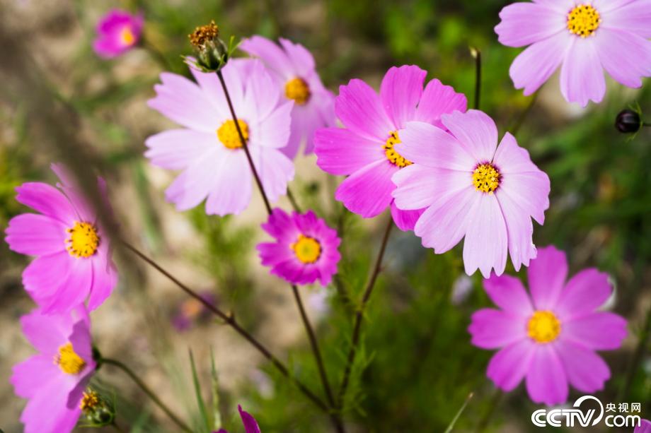 【新时代·幸福美丽新边疆】最美卡如 寻忆千年核乡