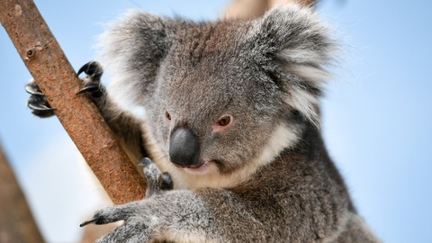 2019搞笑诺贝尔奖揭晓：为什么树袋熊便便是方块的？