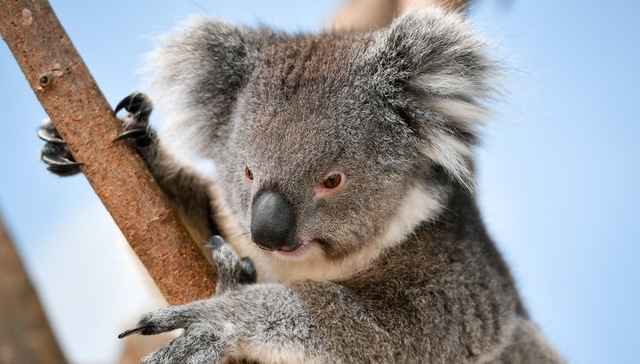 搞笑诺贝尔奖,树袋熊,人类唾液,techsina,Strack,Farahbakhsh,液体动力学,