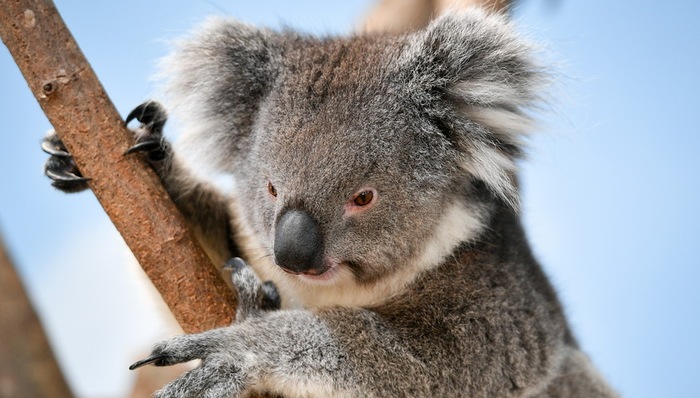 搞笑诺贝尔奖,树袋熊,人类唾液,techsina,Strack,Farahbakhsh,液体动力学,