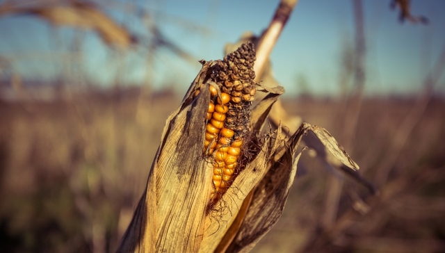 农业农村部：草地贪夜蛾对玉米主产区威胁全面解除