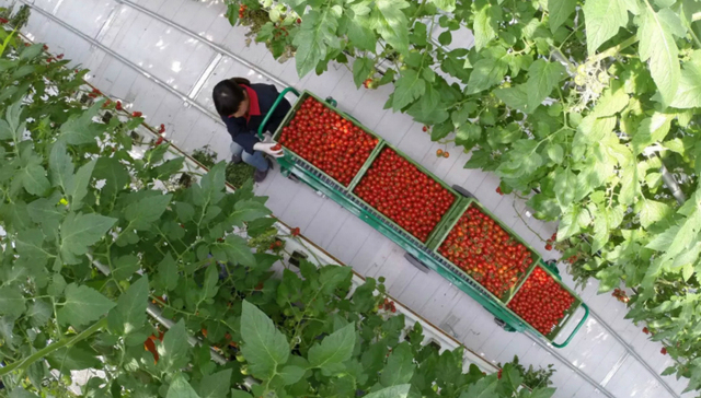 农业,供给侧改革,蔬菜