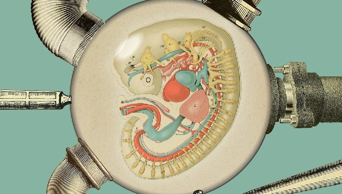 女性,女权主义,伦理,生育